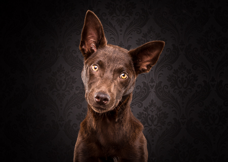 What's the best pet photography lighting