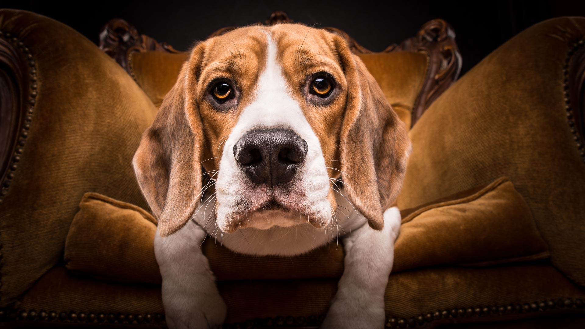 Learn pet photography