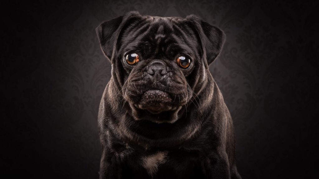 Learn pet photography