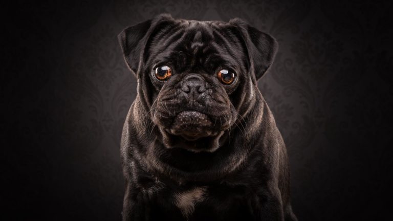 Best camera for Pet Photography in Australia 2022