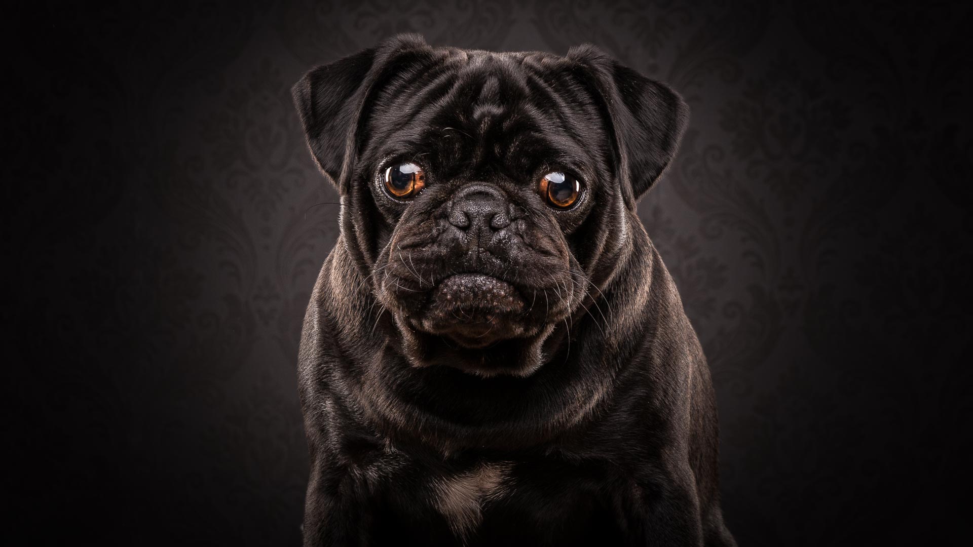 Best cameras for pet photography in Australia