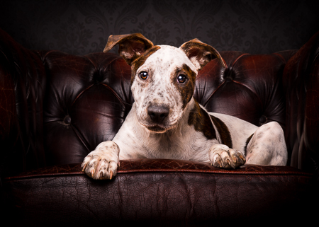 Pet photography tips for beginners