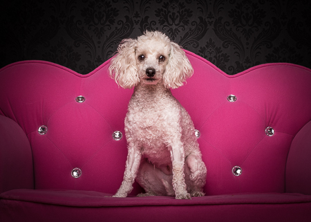 Using props in pet photography