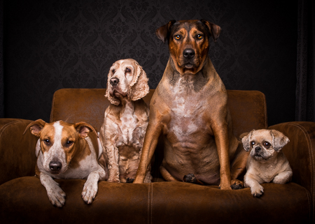 Is pet photography profitable?