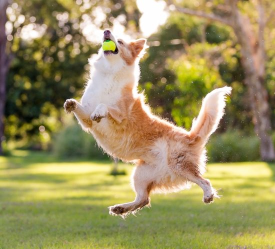 Using the sun as a backlight in dog photography