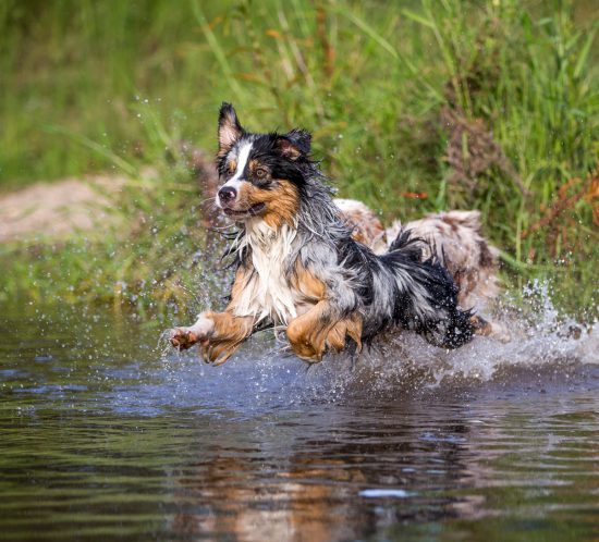 Dog photography tips and tricks - practice practice practice