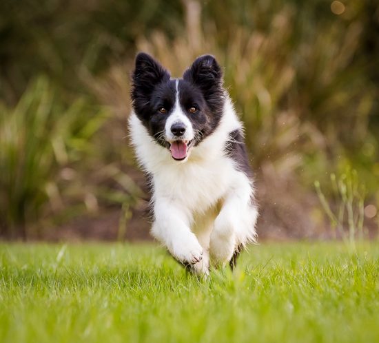 The best dog photography is about perspective