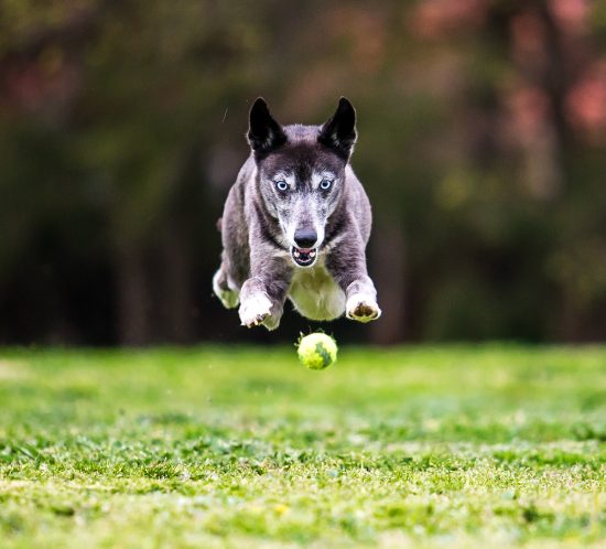 Use a fast shutter for dog action photography