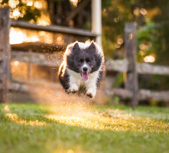 Use continuous shooting or burst mode to capture action shots - dog photography
