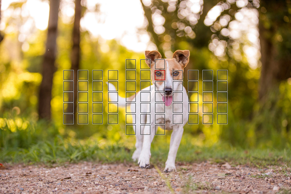 dog photography tips and tricks - lightroom focus points