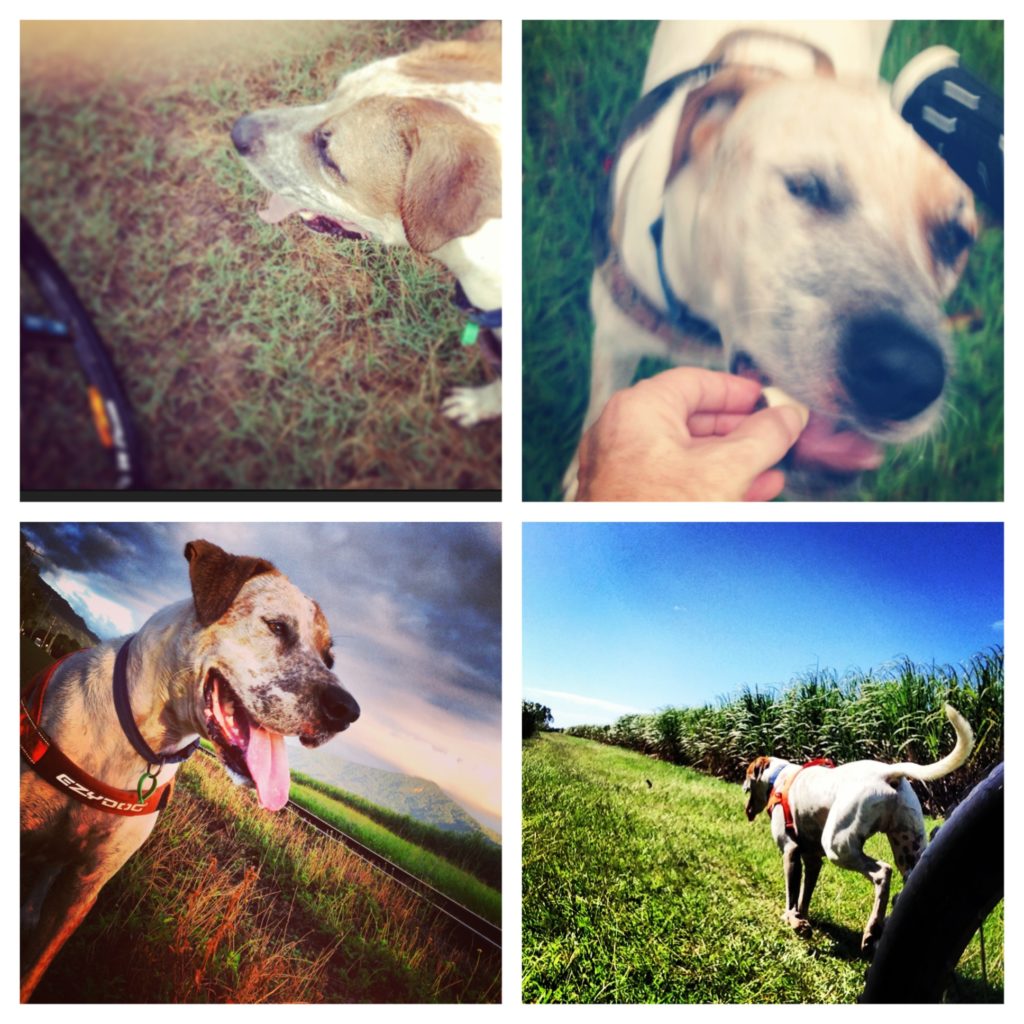 Examples of Instagram dog photos