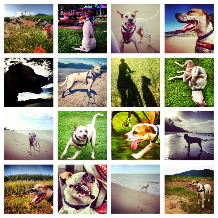 Creating an Instagram account for your dog!